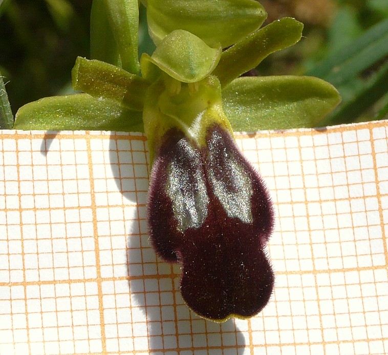 Ophrys funerea